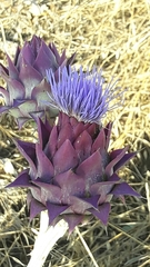 Cynara syriaca