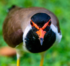 Vanellus indicus
