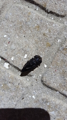 Capnodis tenebricosa