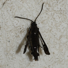 Synanthedon kathyae