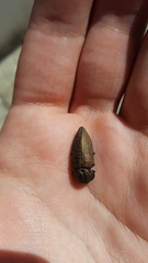 Capnodis tenebricosa