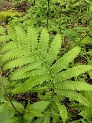Pentarhizidium orientale