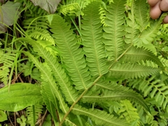 Pentarhizidium orientale