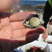 Rough Barnacle - Photo (c) si_citizenscience, some rights reserved (CC BY-NC)
