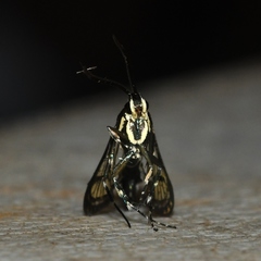 Synanthedon