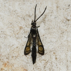Synanthedon