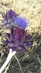 Cynara syriaca