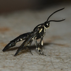 Synanthedon