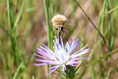Bombylius minor