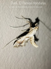 Agathodes monstralis