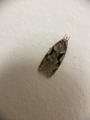 Semioscopis packardella
