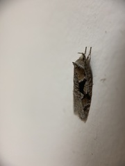 Semioscopis packardella