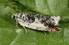 Ancylis laetana