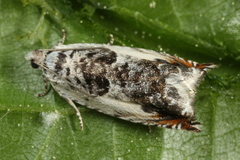 Ancylis laetana
