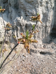 Pseudosmodingium
