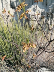 Pseudosmodingium