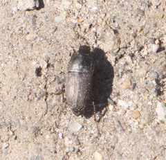 Anisodactylus rusticus