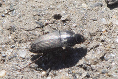 Anisodactylus rusticus