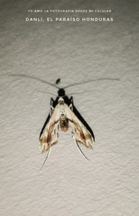 Agathodes monstralis