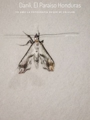 Agathodes monstralis