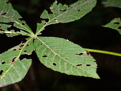 Horistonotus curiatus