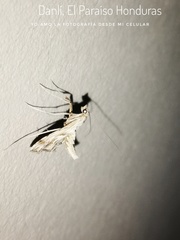 Agathodes monstralis