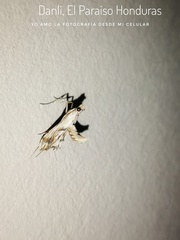 Agathodes monstralis