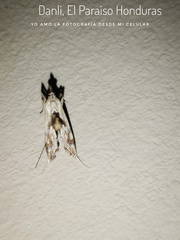 Agathodes monstralis