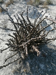 Jatropha neopauciflora