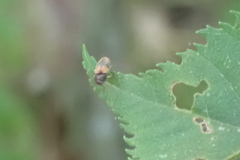 Horistonotus curiatus