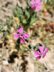 Silene acutifolia