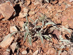 Solanum quadriloculatum