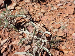Solanum quadriloculatum