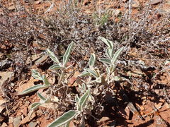 Solanum quadriloculatum