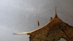 Isotomurus palustris