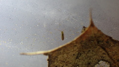 Isotomurus palustris