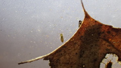 Isotomurus palustris