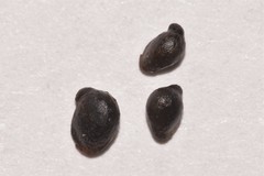 Acronychia wilcoxiana