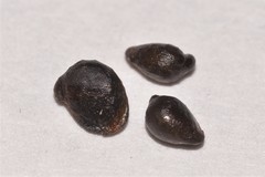 Acronychia wilcoxiana