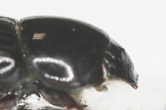 Phaeaphodius rectus