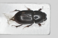 Phaeaphodius rectus