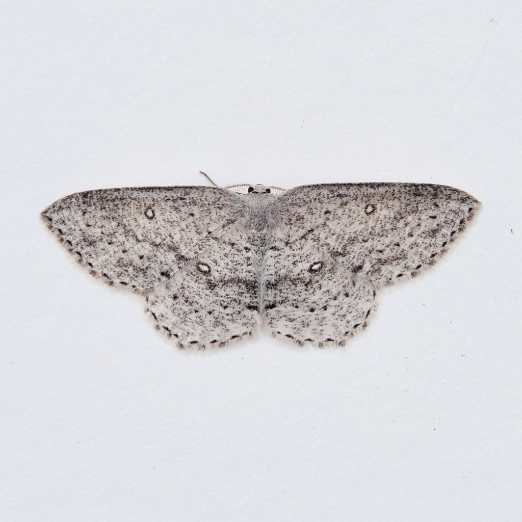 Sweetfern Geometer Moth