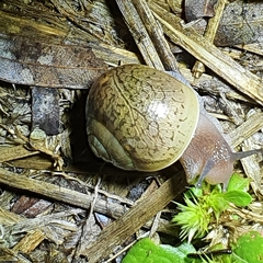 Xanthomelon pachystylum