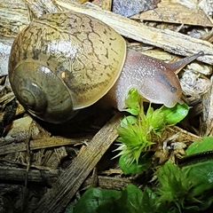 Xanthomelon pachystylum