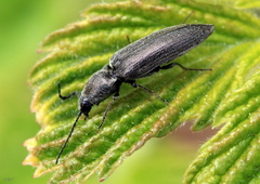 Cidnopus aeruginosus