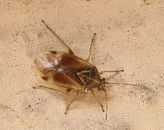 Harpocera thoracica