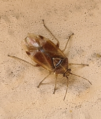 Harpocera thoracica