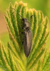 Cidnopus aeruginosus