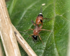 Agrothereutina