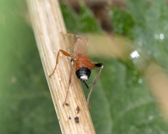 Agrothereutina